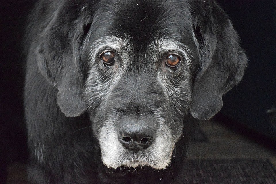 Cómo cuidar de un perro mayor