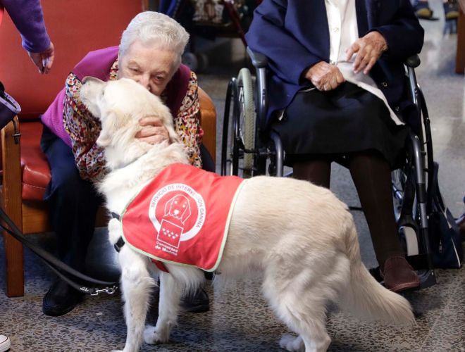 Terapia asistida con perros en residencias de mayores