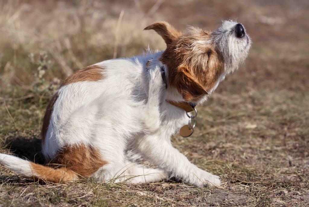 Perro rascándose por picadura