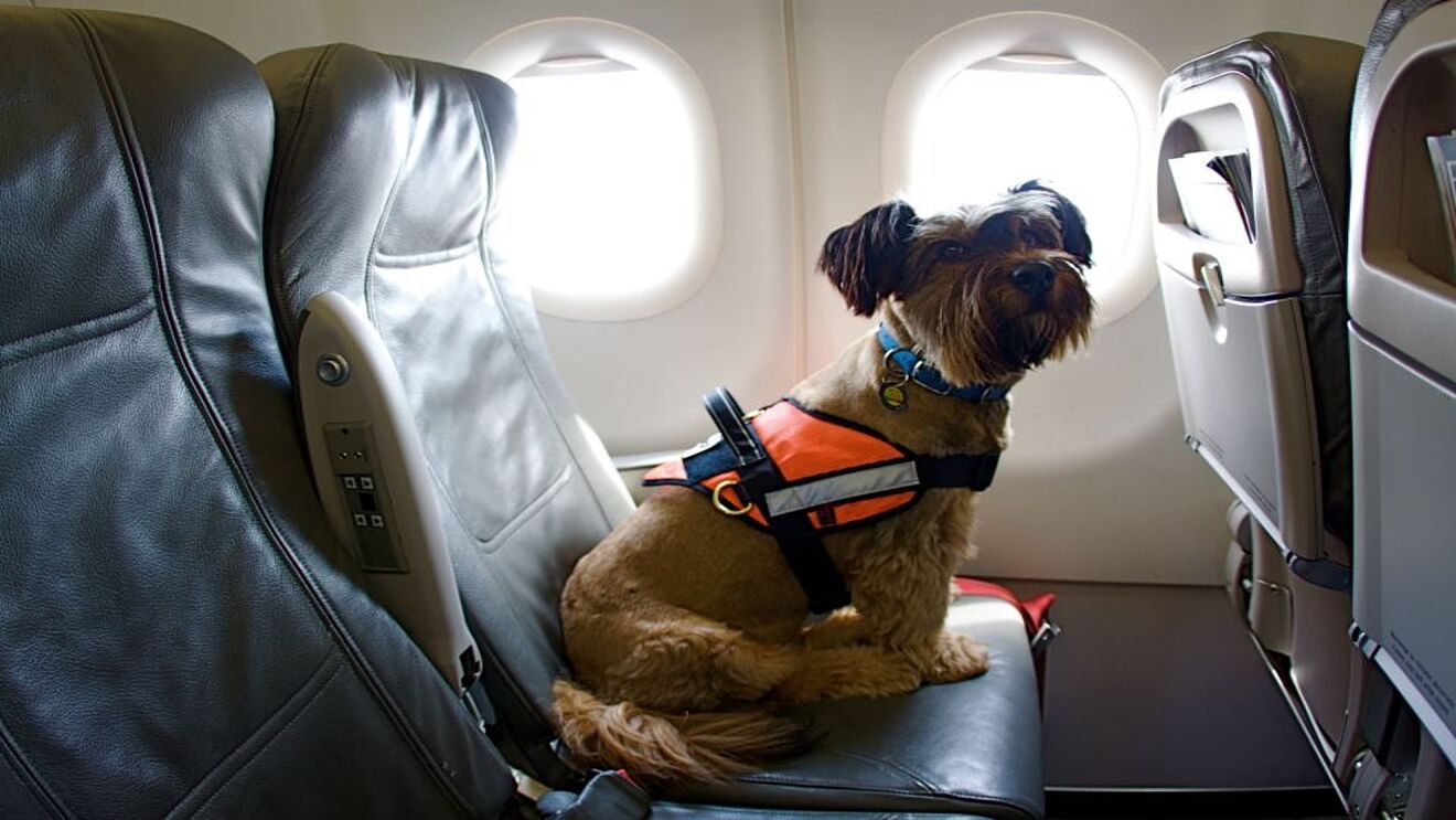 Perro sentado en el avión con arnés de seguridad