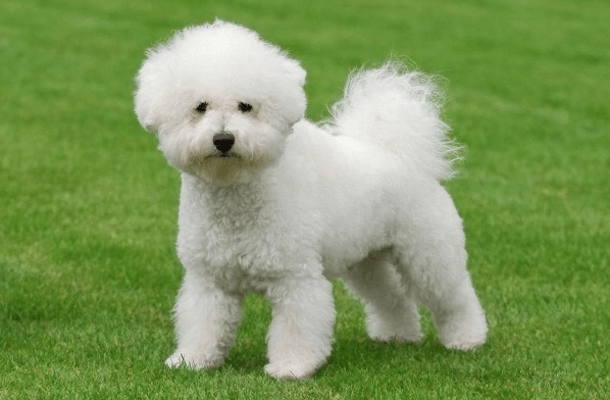 bichón frisé de color blanco