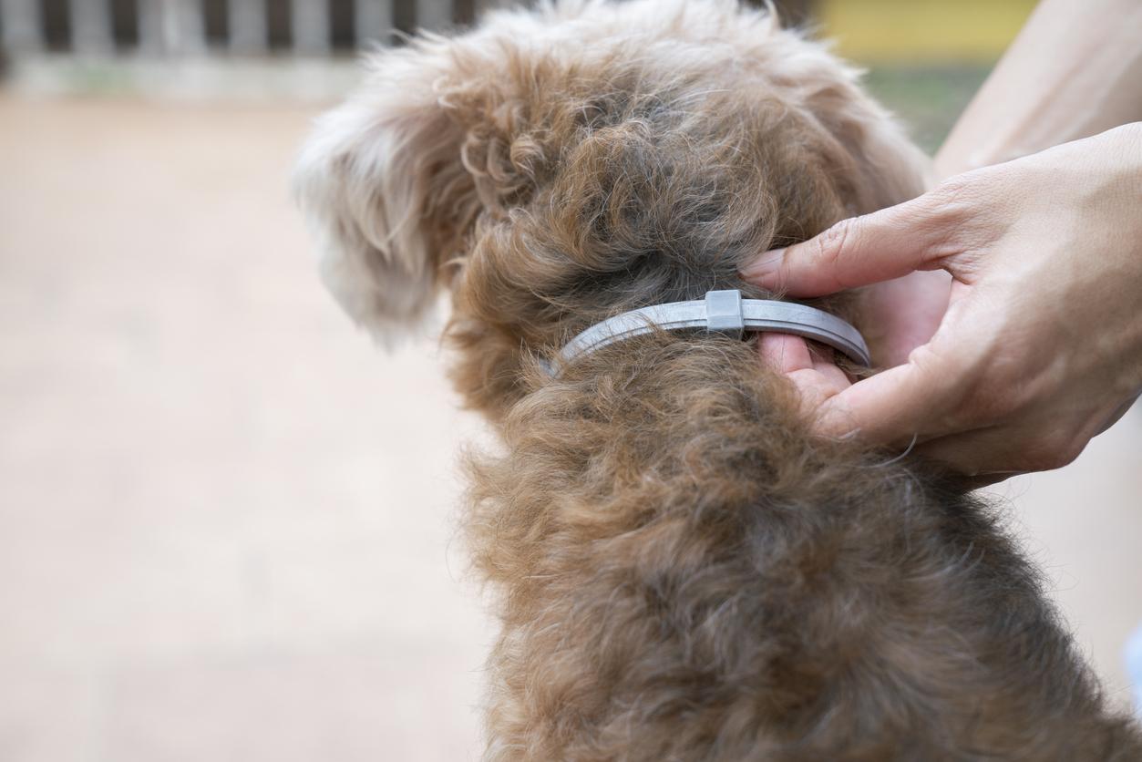 Perro con collar antiparasitario