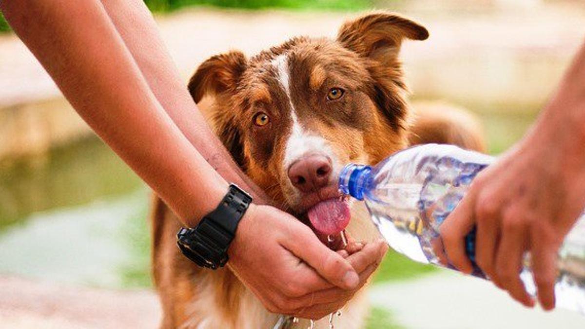 Golpe de calor en perros