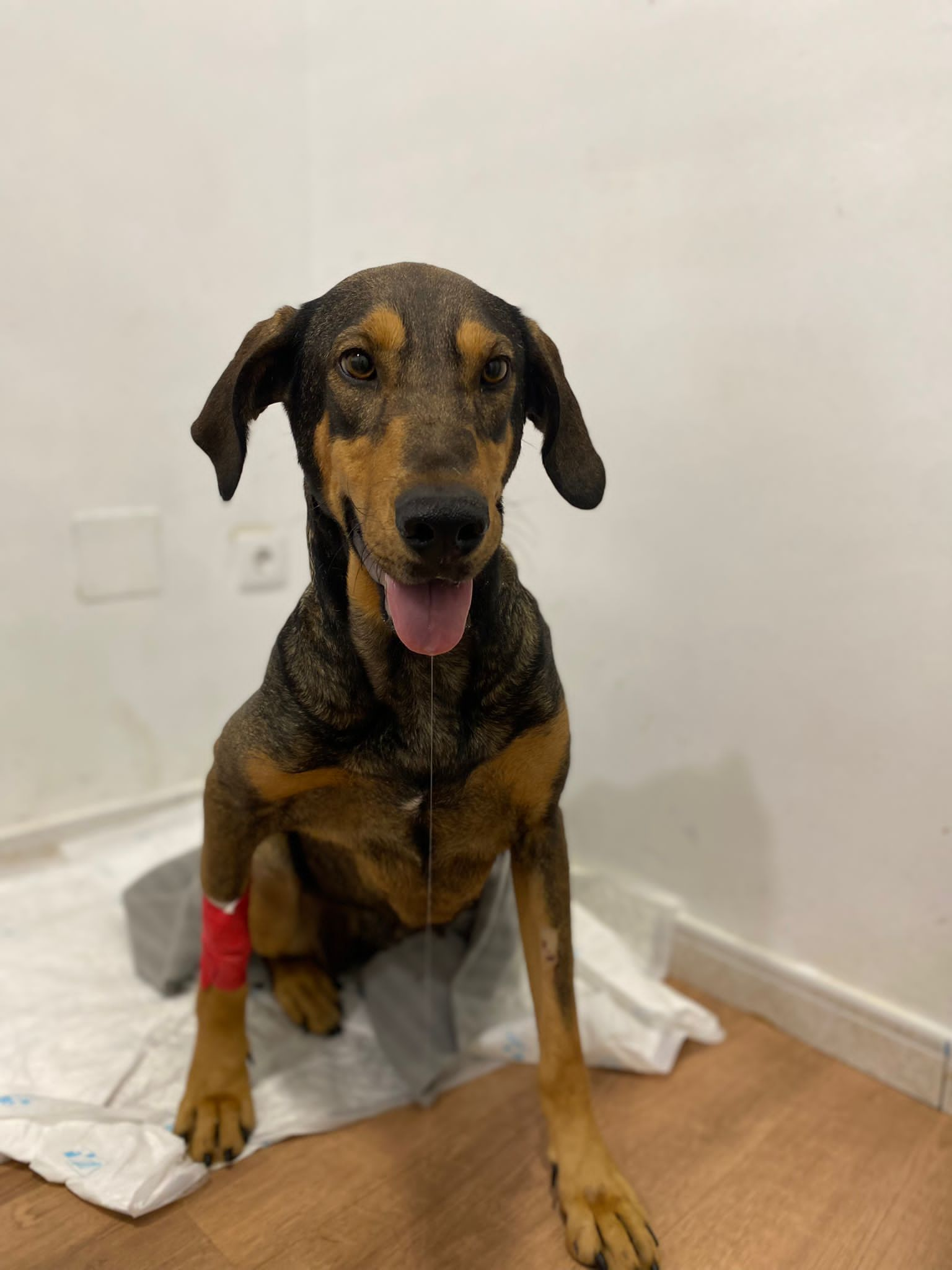 Perro en adopción