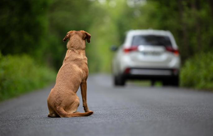 Perro abandonado en la carretera