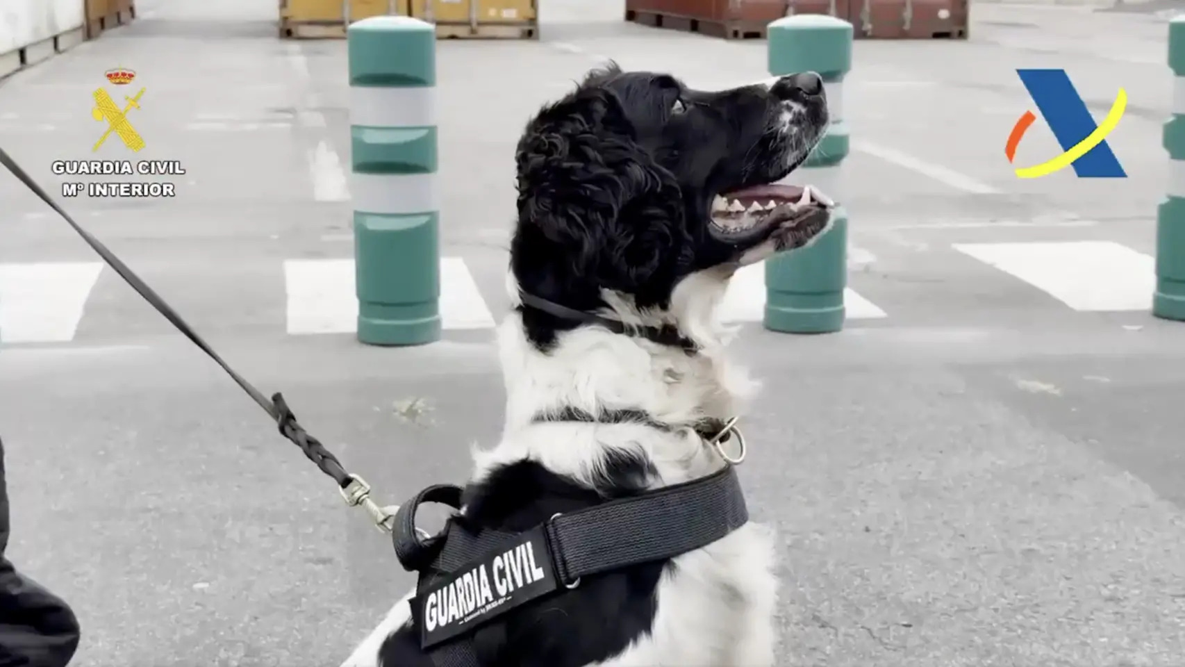 Neo recibió el 8 de octubre la Mención de Honor al Mérito Canino en un acto en la comandancia de la Guardia Civil de Barcelona.