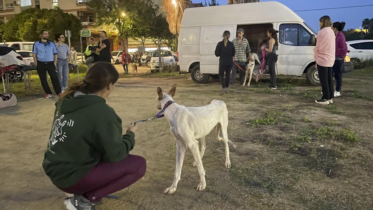 Ayuda para las mascotas afectadas por la DANA en Valencia