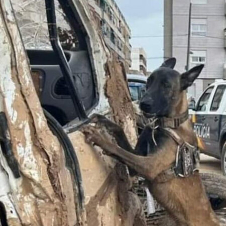 Los perros policía que buscan a los desaparecidos por la DANA: Héroes de cuatro patas en la tragedia