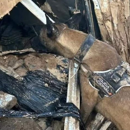 Perros policías que ayudan en la DANA