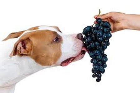 Uvas para perros